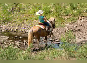 Shetland Ponys, Wallach, 12 Jahre, 102 cm, Schecke