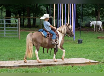 Shetland Ponys, Wallach, 12 Jahre, 102 cm, Schecke