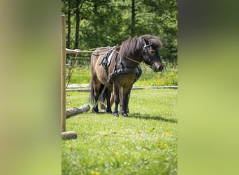 Shetland Ponys, Wallach, 12 Jahre, 105 cm, Dunkelbrauner