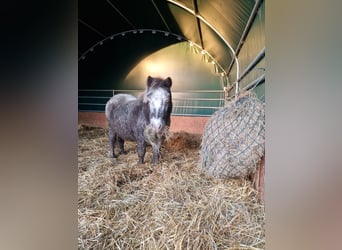 Shetland Ponys, Wallach, 12 Jahre, 108 cm, Apfelschimmel