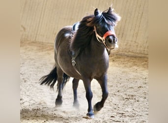 Shetland Ponys, Wallach, 12 Jahre, 108 cm, Rappe