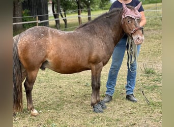 Shetland Ponys Mix, Wallach, 12 Jahre, 114 cm