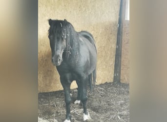 Shetland Ponys, Wallach, 12 Jahre, 115 cm