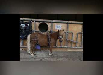 Shetland Ponys, Wallach, 12 Jahre, 85 cm, Fuchs