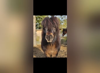 Shetland Ponys Mix, Wallach, 12 Jahre, 92 cm, Brauner