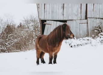 Shetland Ponys, Wallach, 13 Jahre, 100 cm