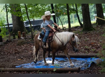 Shetland Ponys, Wallach, 13 Jahre, 102 cm, Palomino