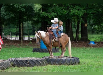 Shetland Ponys, Wallach, 13 Jahre, 102 cm, Palomino