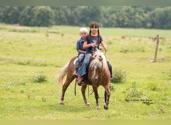 Shetland Ponys, Wallach, 13 Jahre, 102 cm, Palomino