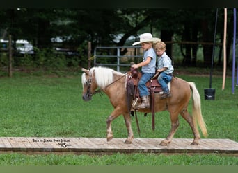 Shetland Ponys, Wallach, 13 Jahre, 102 cm, Palomino