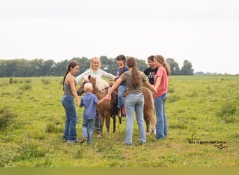 Shetland Ponys, Wallach, 13 Jahre, 102 cm, Palomino