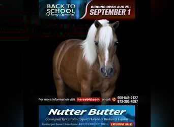 Shetland Ponys, Wallach, 13 Jahre, 102 cm, Palomino