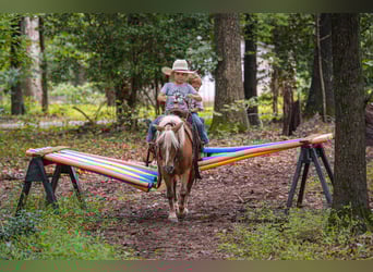 Shetland Ponys, Wallach, 13 Jahre, 102 cm, Palomino