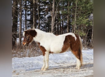 Shetland Ponys, Wallach, 13 Jahre, 102 cm, Schecke