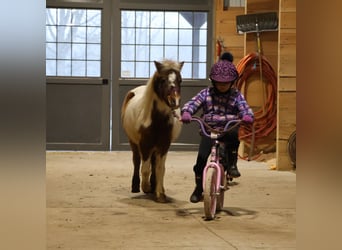 Shetland Ponys, Wallach, 13 Jahre, 102 cm, Schecke