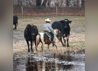 Shetland Ponys, Wallach, 13 Jahre, 102 cm, Schecke