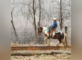 Shetland Ponys, Wallach, 13 Jahre, 102 cm, Schecke