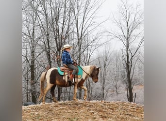 Shetland Ponys, Wallach, 13 Jahre, 102 cm, Schecke
