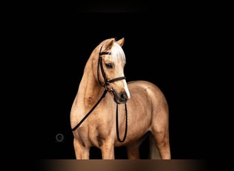 Shetland Ponys, Wallach, 13 Jahre, 114 cm, Palomino