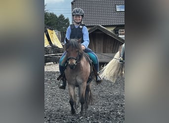 Shetland Ponys Mix, Wallach, 13 Jahre, 120 cm