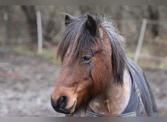 Shetland Ponys Mix, Wallach, 13 Jahre, 120 cm