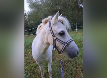 Shetland Ponys, Wallach, 13 Jahre, 95 cm, Schimmel