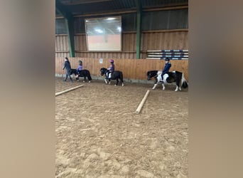 Shetland Ponys, Wallach, 14 Jahre, 100 cm, Schecke