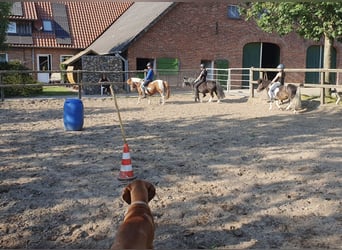 Shetland Ponys, Wallach, 14 Jahre, 100 cm, Schecke