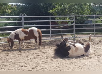 Shetland Ponys, Wallach, 14 Jahre, 100 cm, Schecke