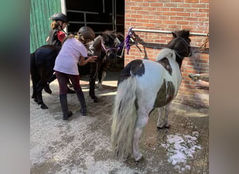 Shetland Ponys, Wallach, 14 Jahre, 100 cm, Schecke