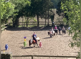 Shetland Ponys, Wallach, 14 Jahre, 100 cm, Schecke