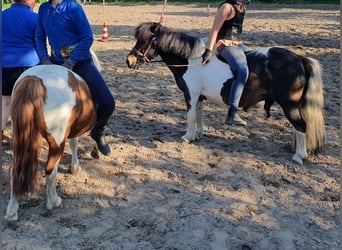 Shetland Ponys, Wallach, 14 Jahre, 100 cm, Schecke