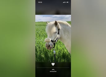 Shetland Ponys, Wallach, 14 Jahre, 103 cm, Schimmel