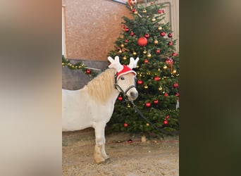 Shetland Ponys, Wallach, 14 Jahre, 105 cm, Schimmel