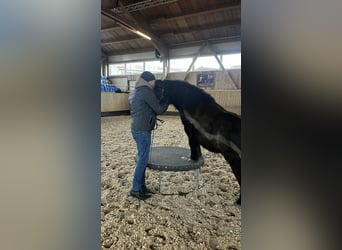 Shetland Ponys, Wallach, 14 Jahre, 108 cm, Rappe