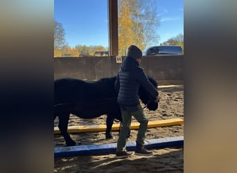 Shetland Ponys, Wallach, 14 Jahre, 108 cm, Rappe