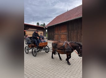 Shetland Ponys, Wallach, 14 Jahre, 108 cm, Rappe
