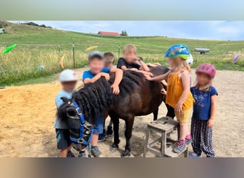 Shetland Ponys, Wallach, 14 Jahre, 108 cm, Rappe