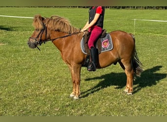 Shetland Ponys, Wallach, 14 Jahre, 118 cm, Fuchs