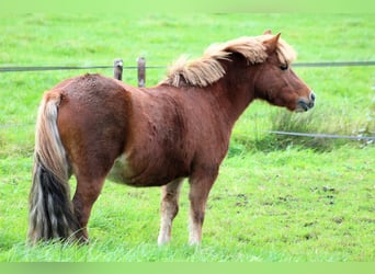 Shetland Ponys, Wallach, 14 Jahre, 118 cm, Fuchs