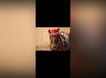 Shetland Ponys, Wallach, 14 Jahre, 87 cm, Falbe