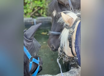 Shetland Ponys, Wallach, 15 Jahre, 100 cm, Rappe