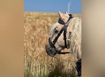 Shetland Ponys, Wallach, 15 Jahre, 100 cm, Rappe