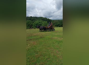 Shetland Ponys, Wallach, 15 Jahre, 100 cm, Rappe