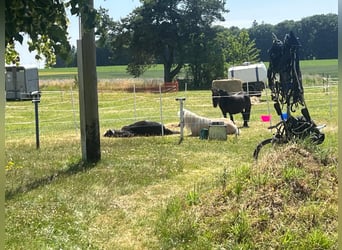 Shetland Ponys, Wallach, 15 Jahre, 100 cm, Rappe