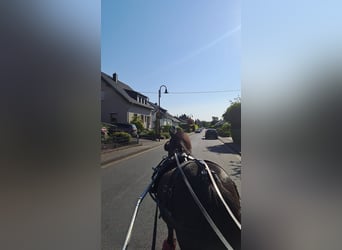 Shetland Ponys, Wallach, 15 Jahre, 100 cm, Rappe