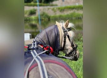 Shetland Ponys, Wallach, 15 Jahre, 100 cm, Rappe