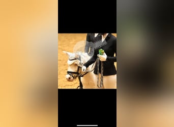 Shetland Ponys, Wallach, 15 Jahre, 102 cm, Cremello