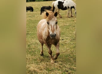 Shetland Ponys, Wallach, 15 Jahre, 103 cm, Schecke