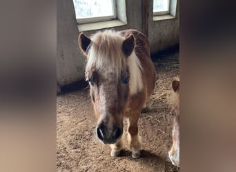 Shetland Ponys, Wallach, 15 Jahre, 105 cm, Fuchs